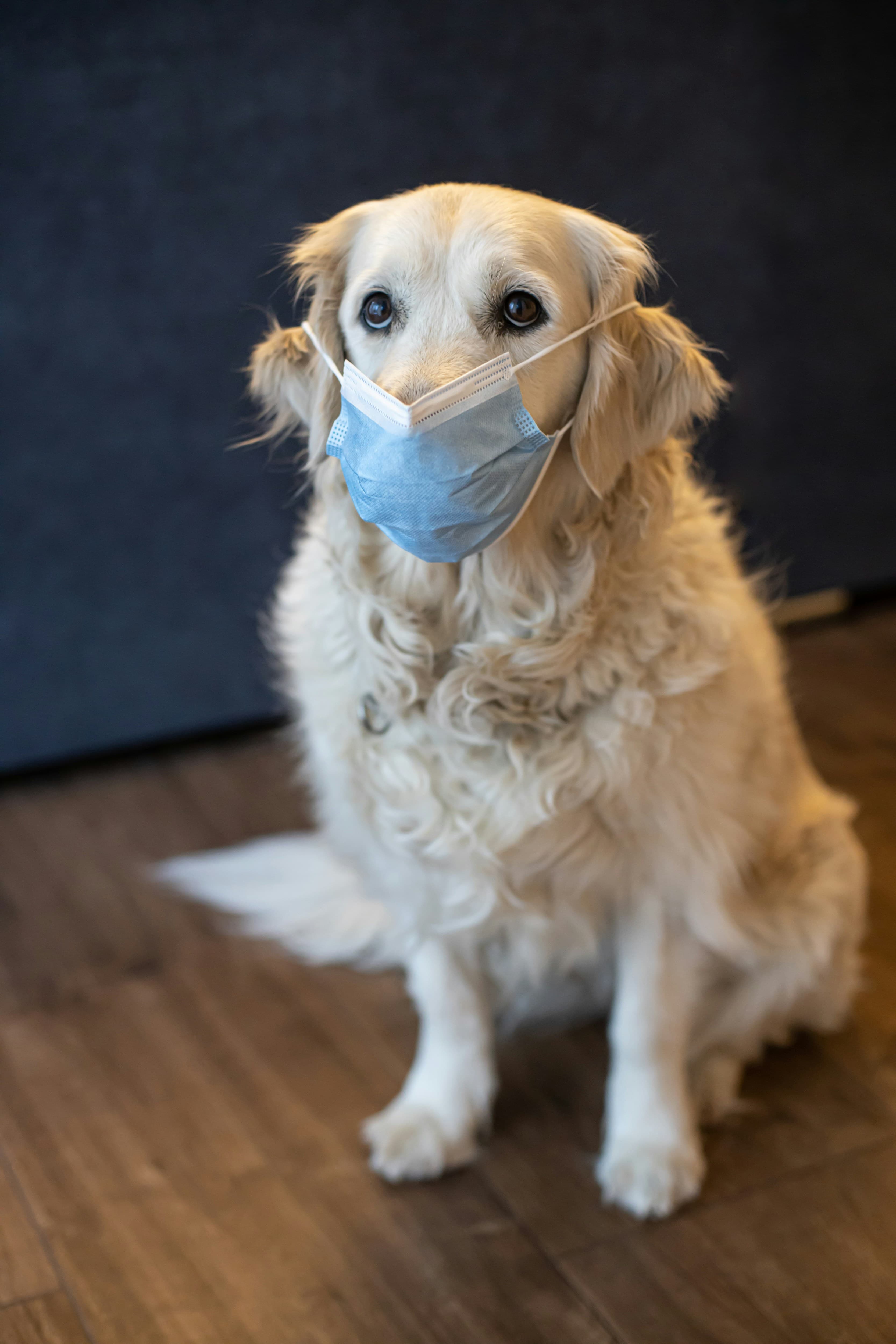 Puppy with medical mask